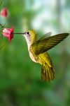 colibri